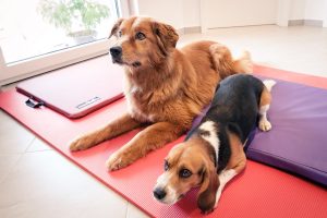 Tierphysiotherapie Kandertal - Hunde Physiotherapie