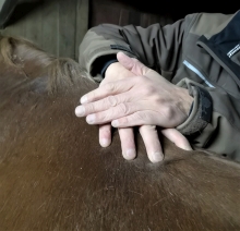 massage am pferd - thorsten hachmann